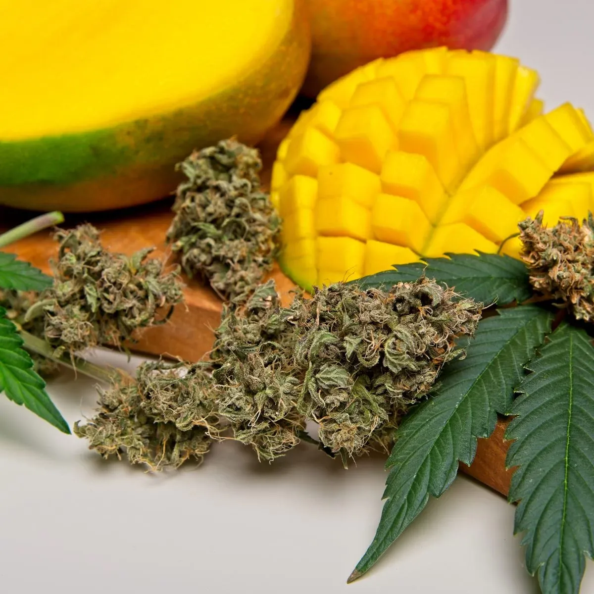 Mango and Cannabis: a powerful combination?